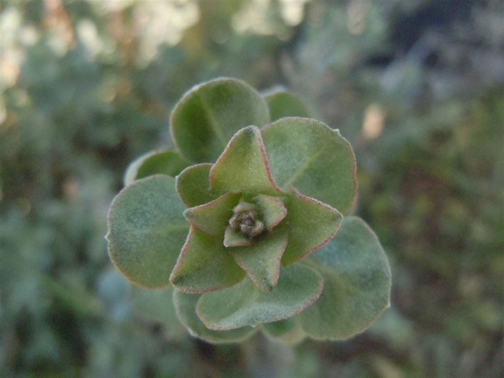 Pianta da Miseno2